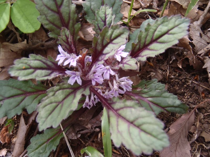 ツクバキンモンソウ