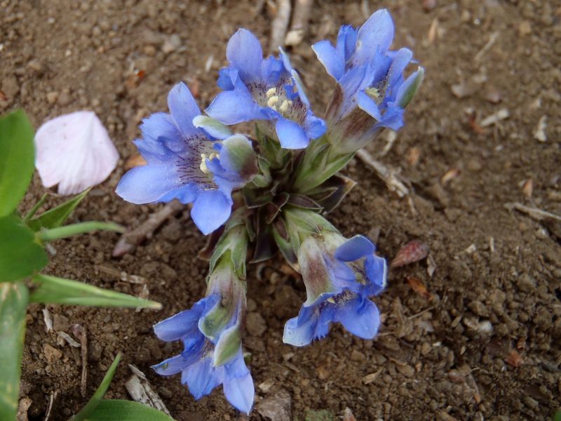 踏みつけられたみたい。