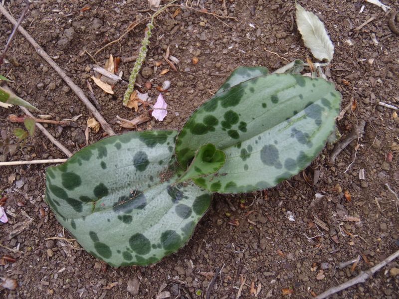 何でしょうか？