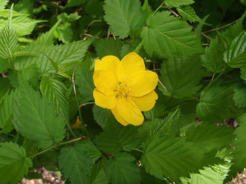 一輪だけ、花弁が多い