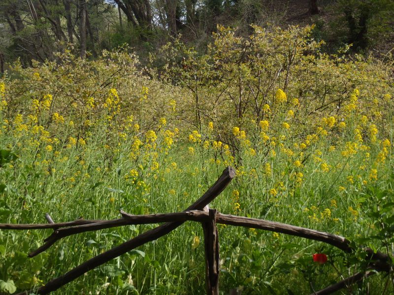 ブルーベリー畑かな