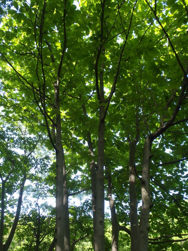 7本株立ちのホオノキ