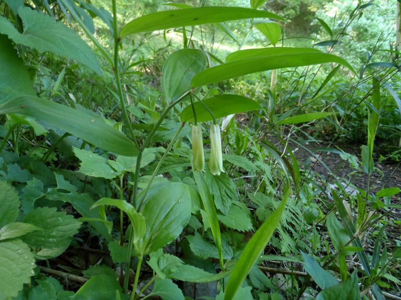 ホウチャクソウ