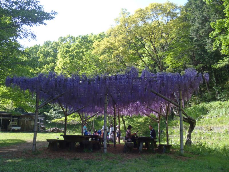 池ぶち広場の藤棚