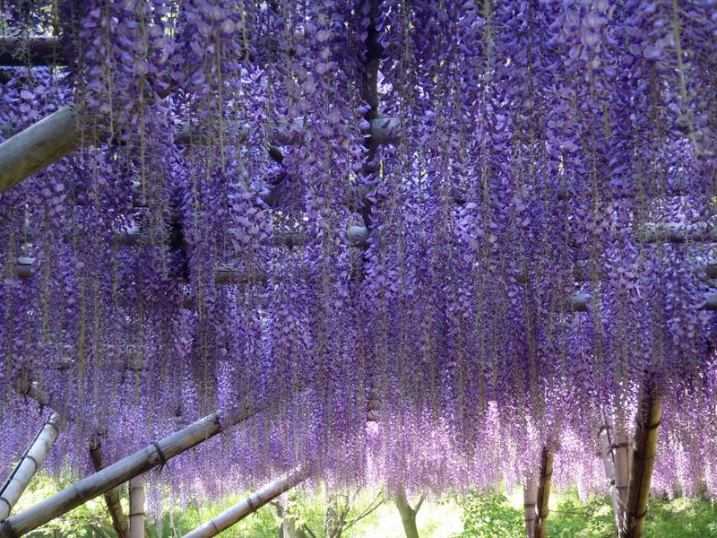 藤棚は満開寸前