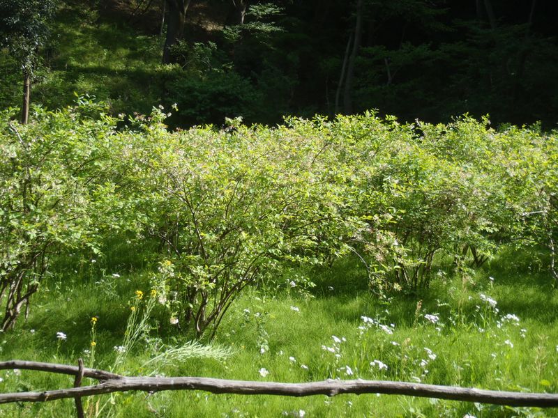 ブルーベリー畑