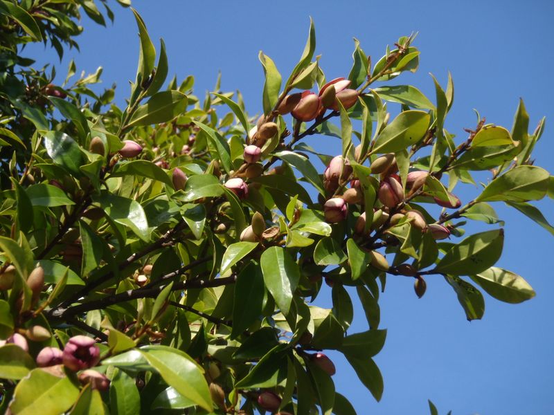 カラタネオガタマ