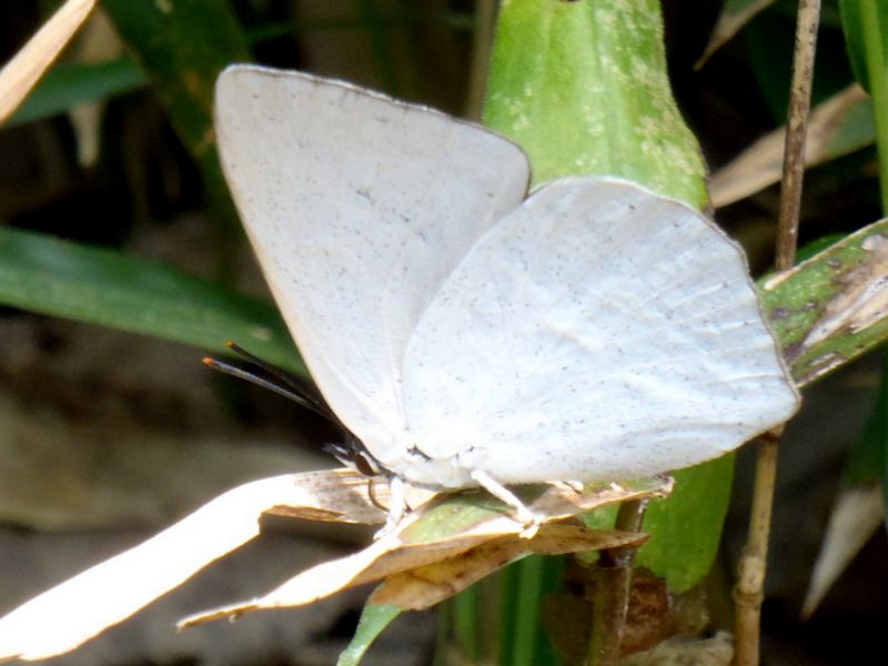 ウラギンシジミ