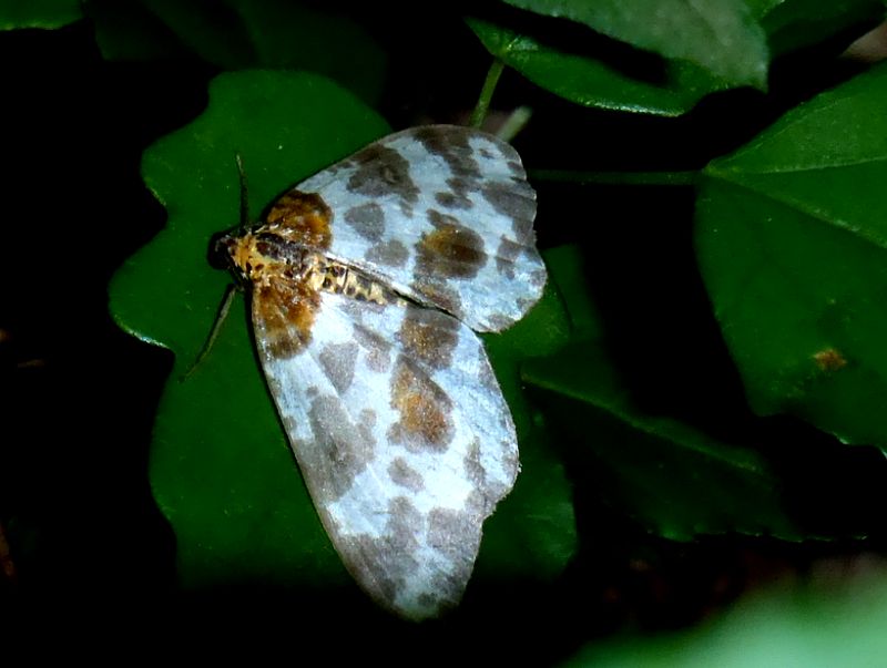 マダラエダシャクの一種