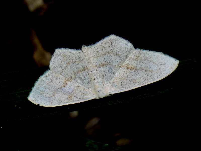 マエキヒメシャク