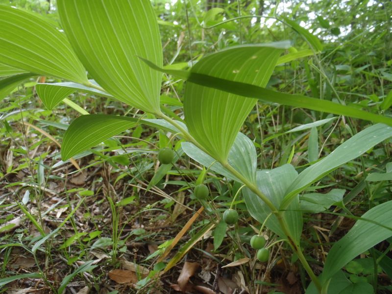 アマドコロかな