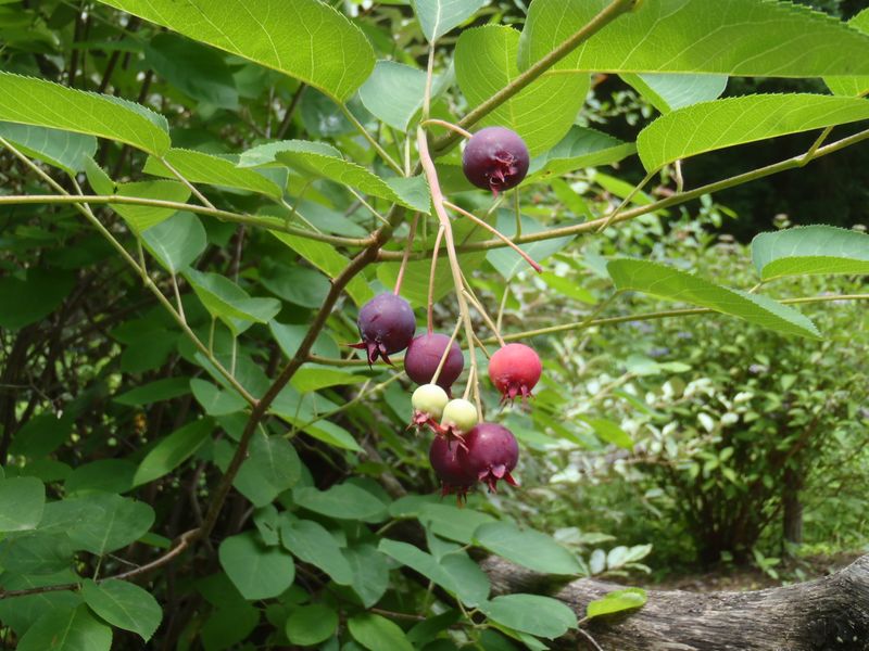 ブルーベリー？