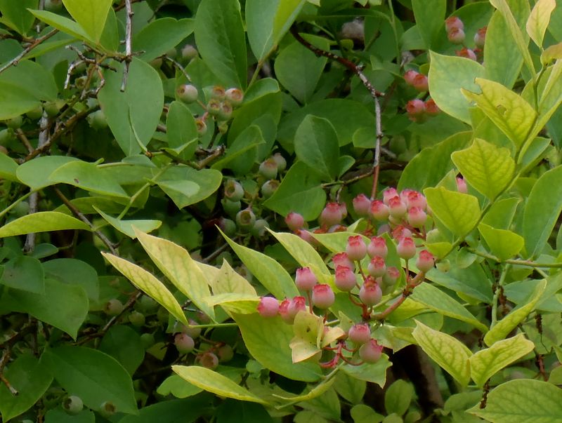 ブルーベリー畑にて