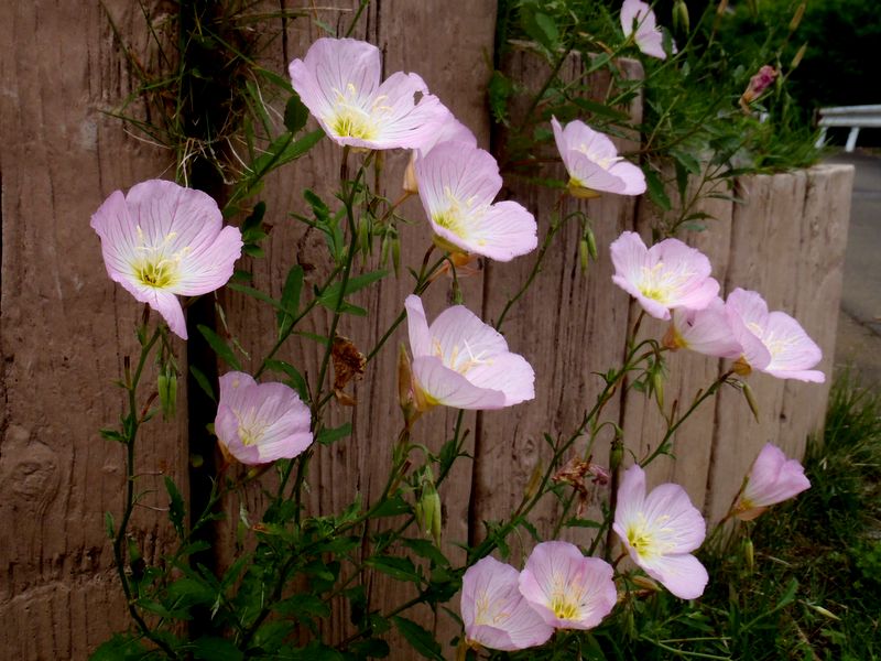 ヒルザキツキミソウ