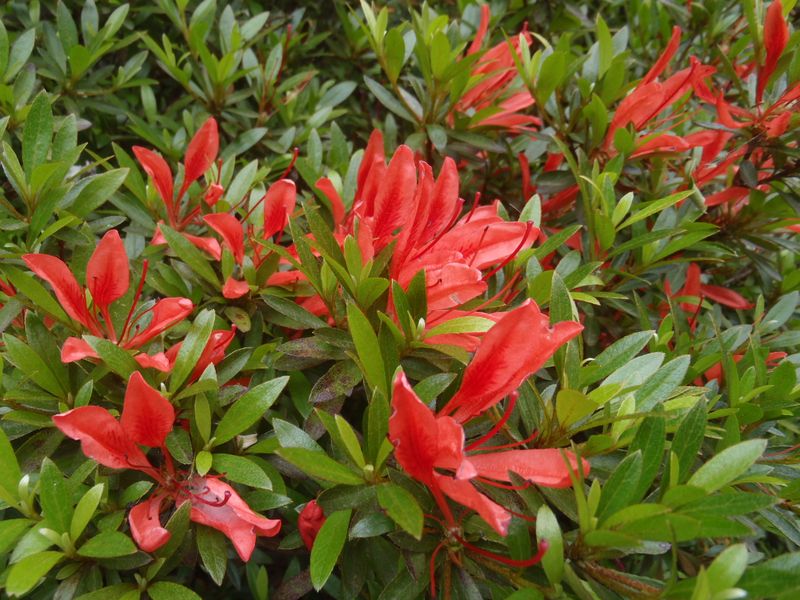 花弁も葉も細身のツツジ