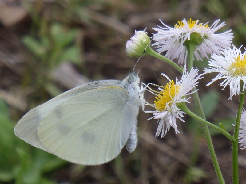 モンシロチョウ