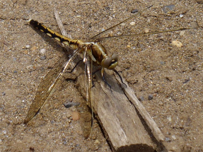 シオカラトンボ（♀）