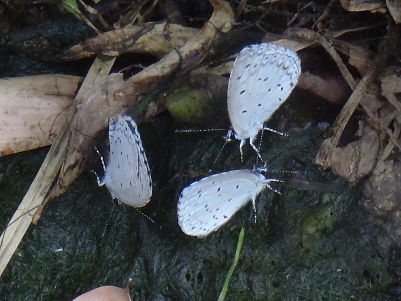 ルリシジミの吸水