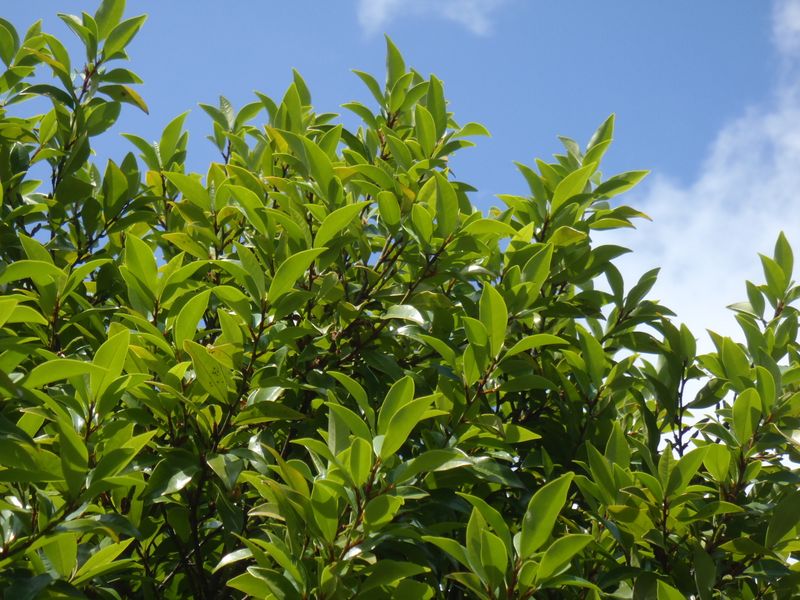 カラタネオガタマ