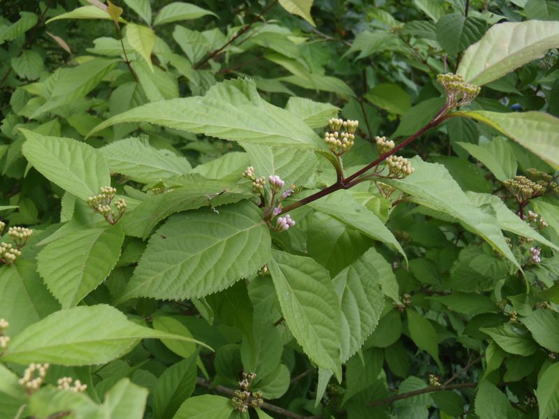 コムラサキかな？