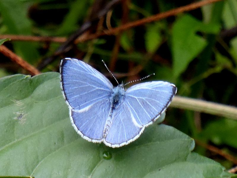 ルリシジミ（♂）