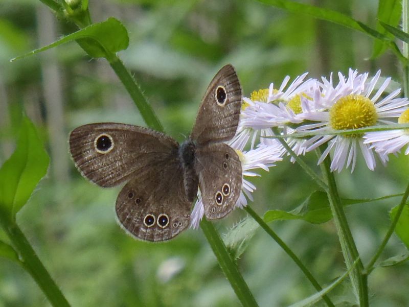 ヒメウラナミジャノメ