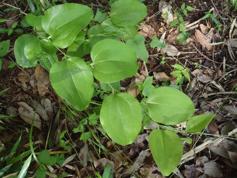 サルトリイバラ