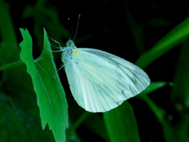 スジグロシロチョウ
