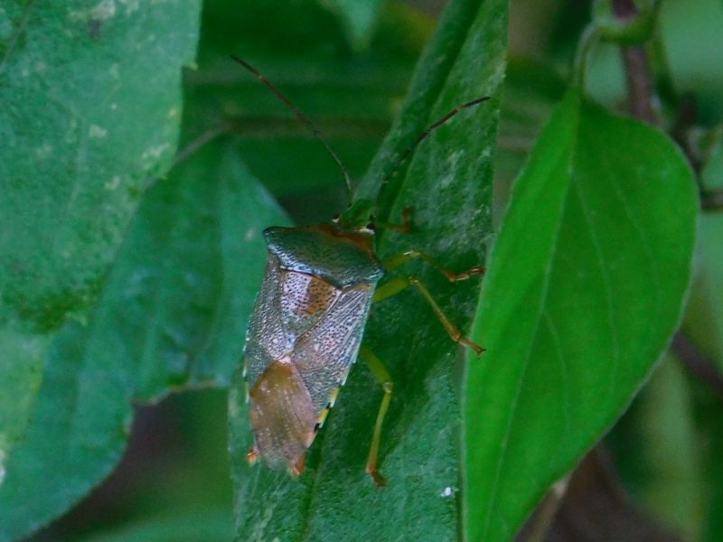 セアカツノカメムシ