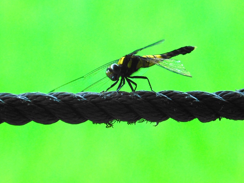 オオシオカラトンボ（♀）