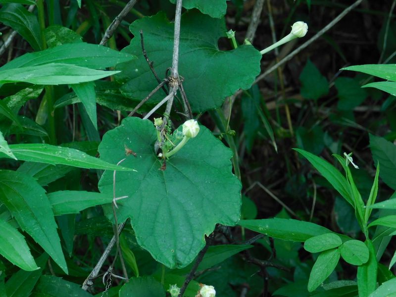 カラスウリのつぼみ