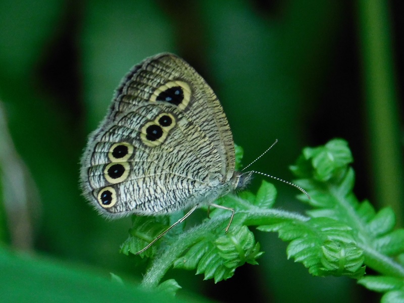 ヒメウラナミジャノメ