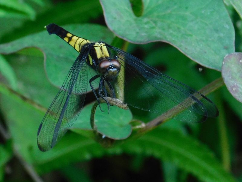 オオシオカラトンボ（♀）