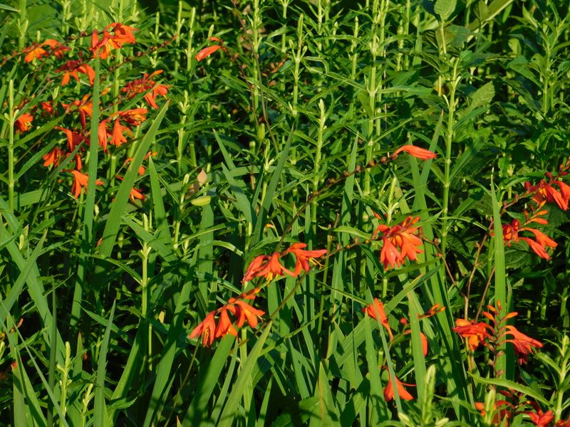 ヒメヒオウギズイセン