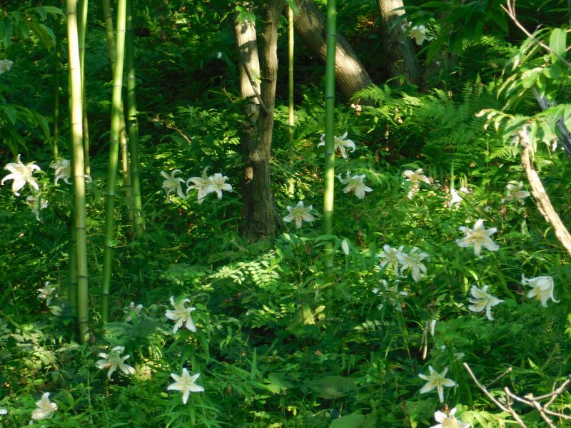 ヤマユリの群落