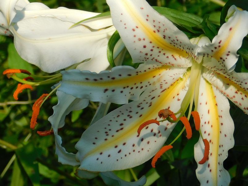 ヤマユリの花に接近