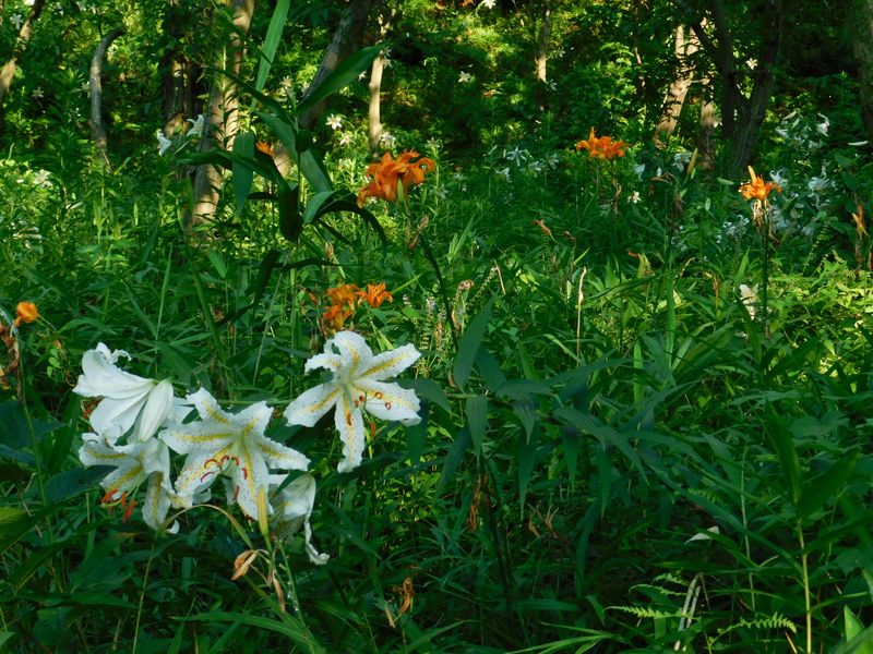 dscn1374.jpg (large)