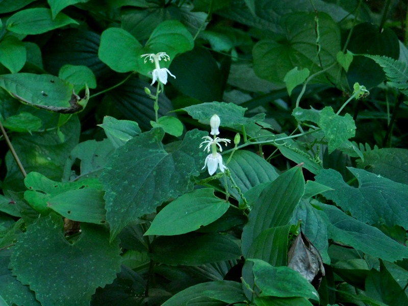 ヤマホトトギス