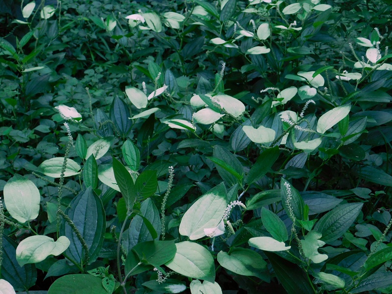 ハンゲショウの群落