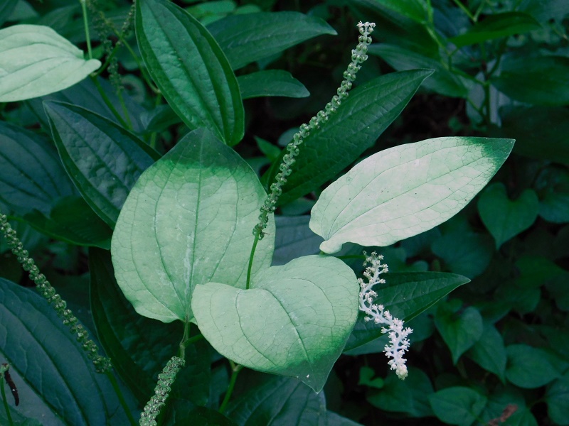 ハンゲショウに接近