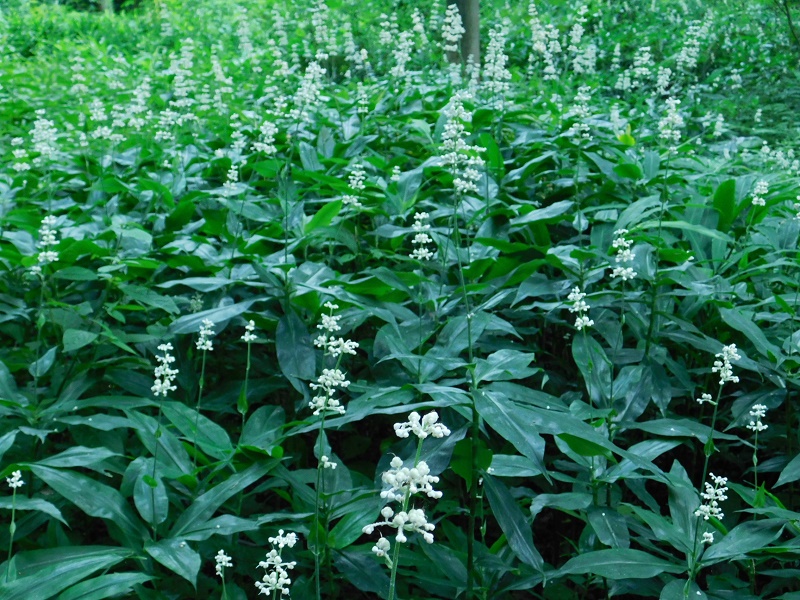 ヤブミョウガの群落