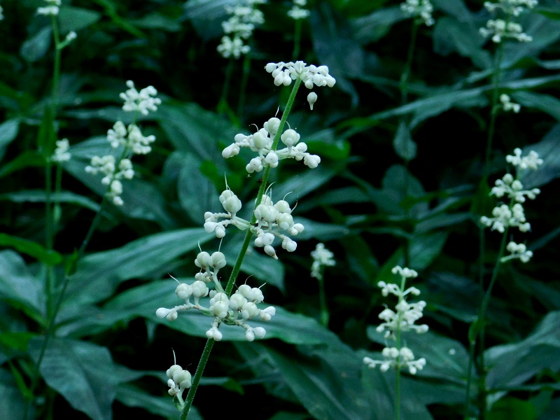 ヤブミョウガの花に接近