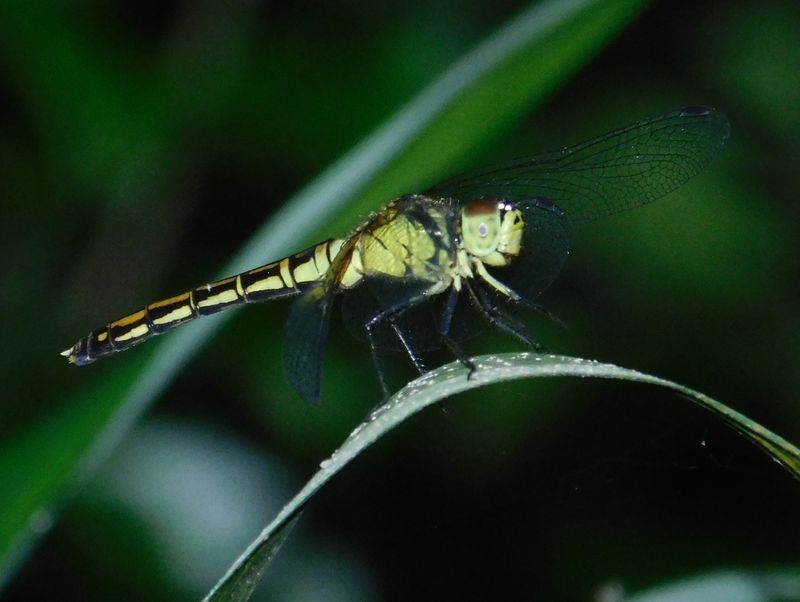 マユタテアカネ（♀）