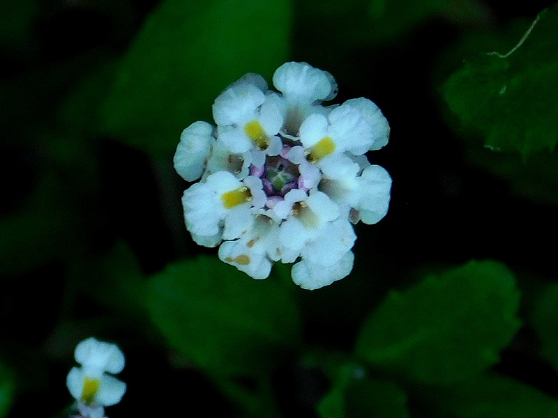 dscn1412.jpg (large)