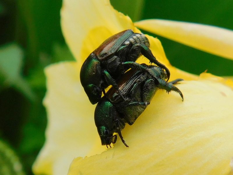 マメコガネ、交尾体勢