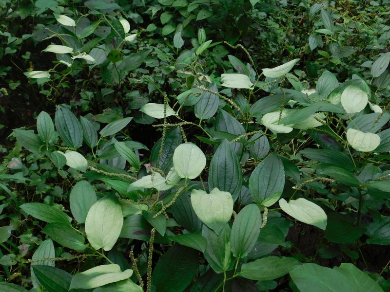 ハンゲショウの花穂