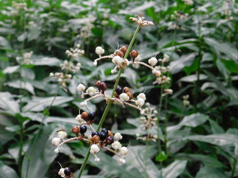 ヤブミョウガの実