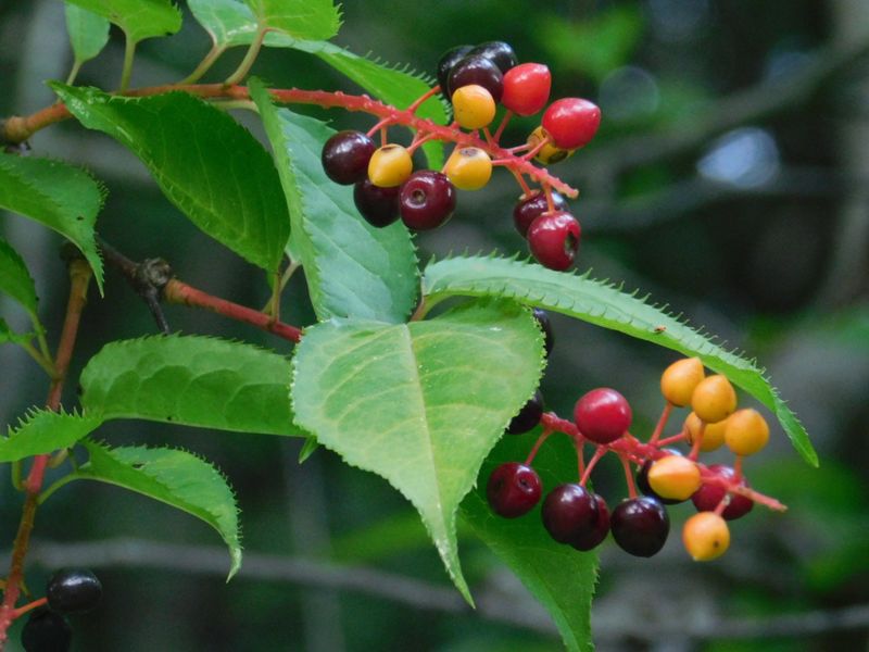 ウワミズザクラの実