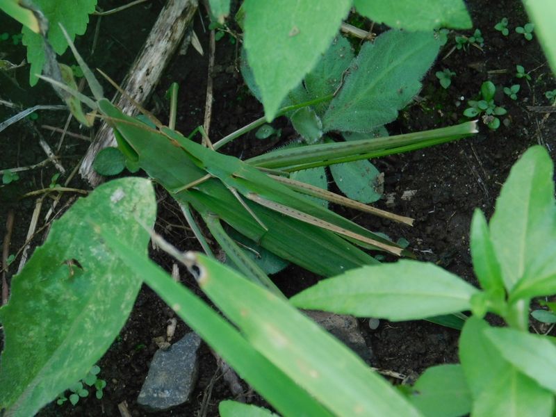 ショウリョウバッタのカップル