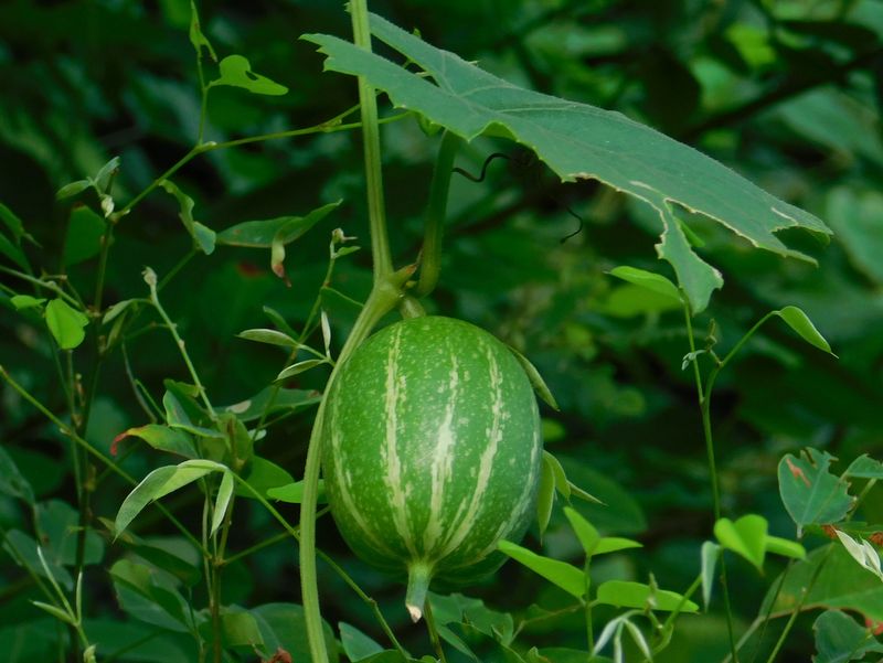 カラスウリの実